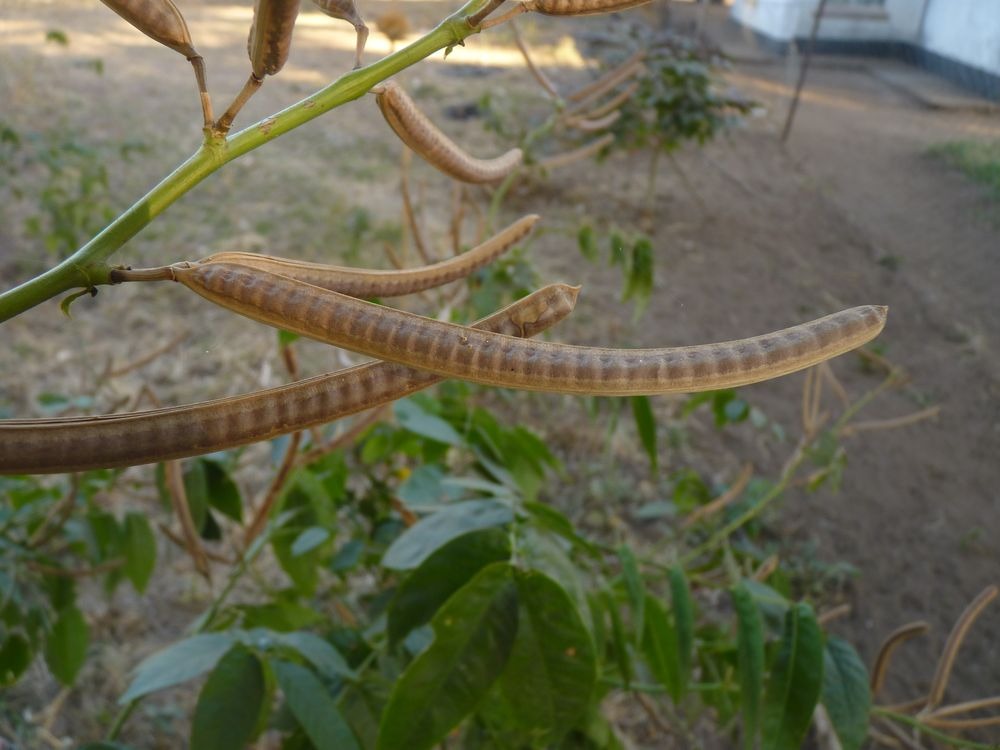 café de brusca vaina